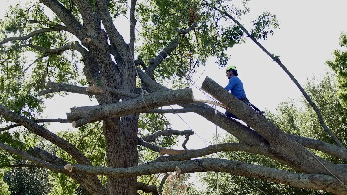 Professional Hazardous Tree Removal performed by certified arborists in Hacker Valley