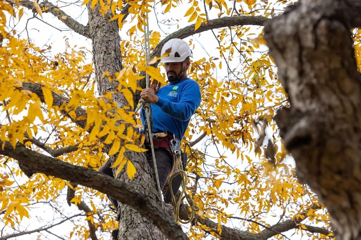 Skilled Tree Disease Treatment crew working in Hacker Valley